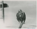 Image of Alexander Gull [not a gull - a hawk]